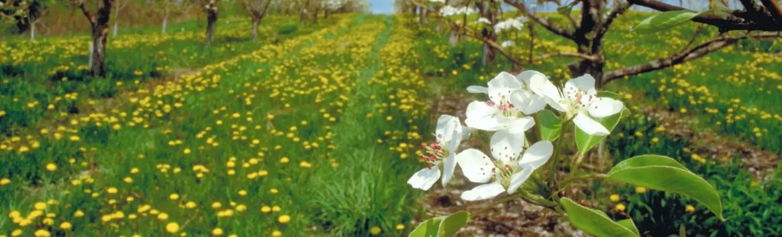 Apple-Blossoms_cropped