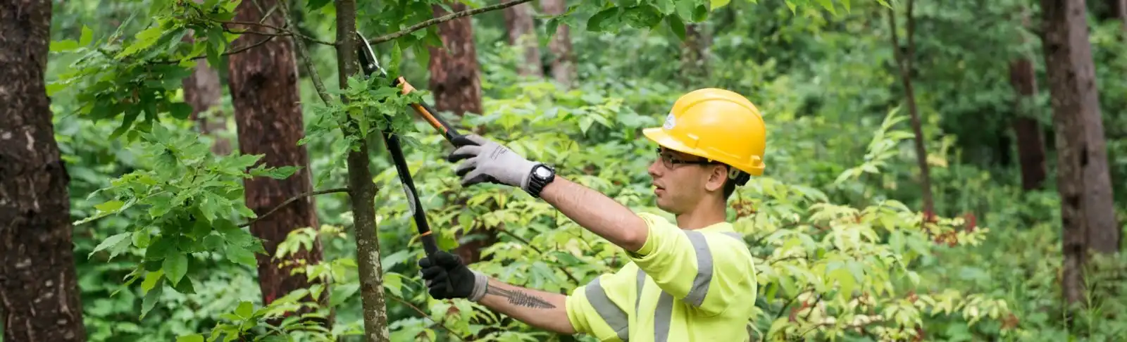 Forest worker trims branches