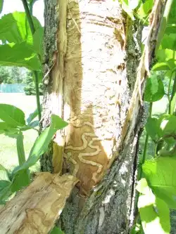 EAB markings in tree trunk