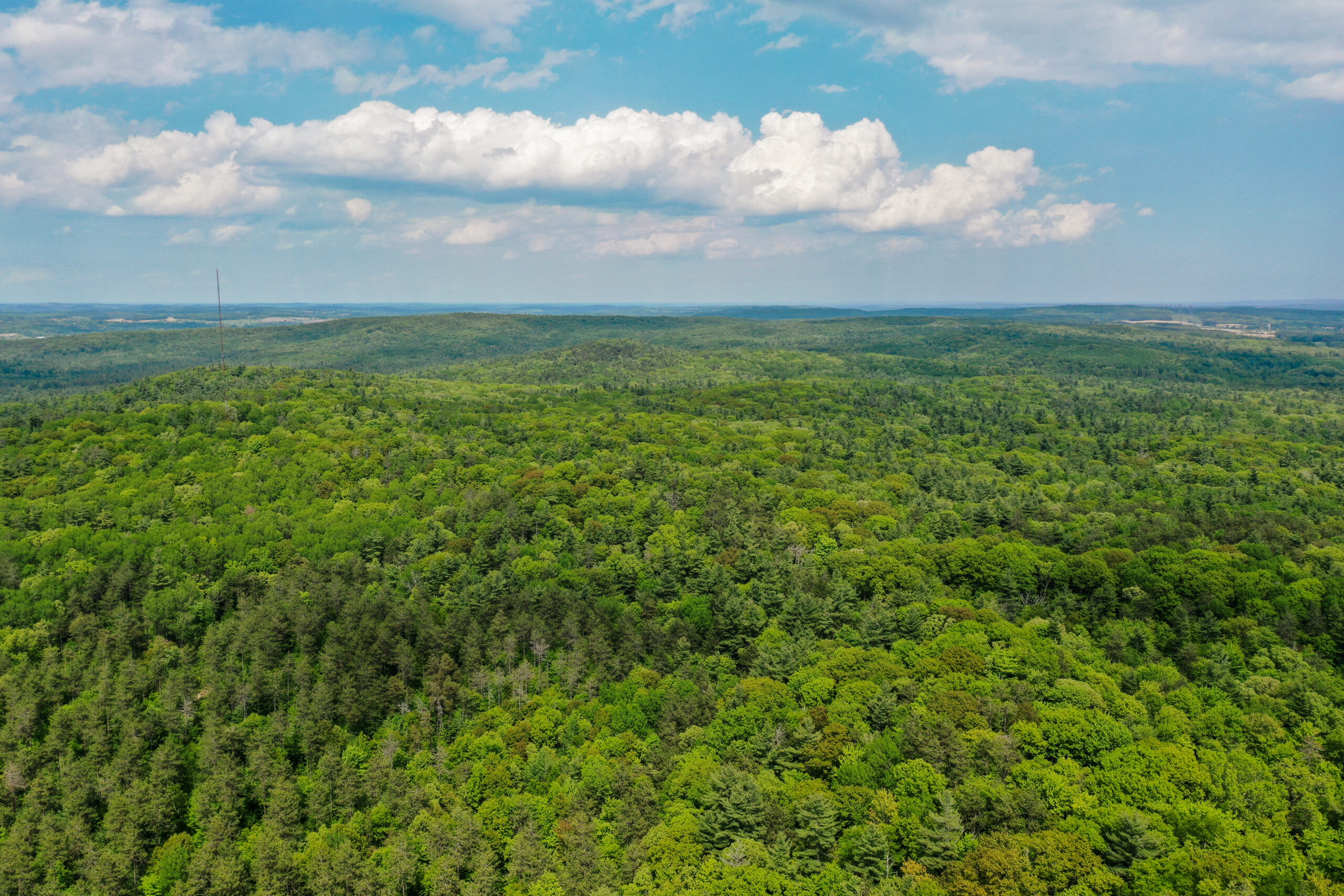 Northumberland Forest drone image in Spring