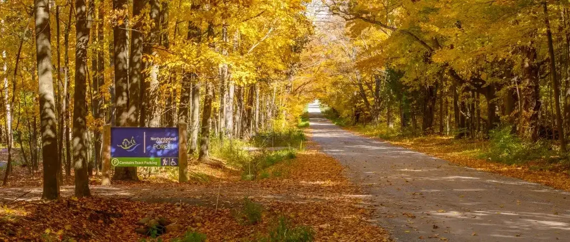 County Forest trailhead in autumn