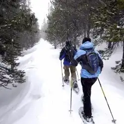 Cross-country skiing in forest