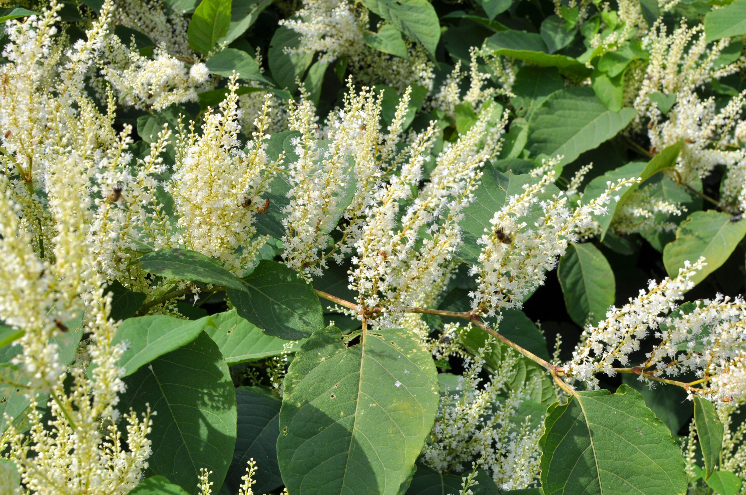 Japanese knotweed