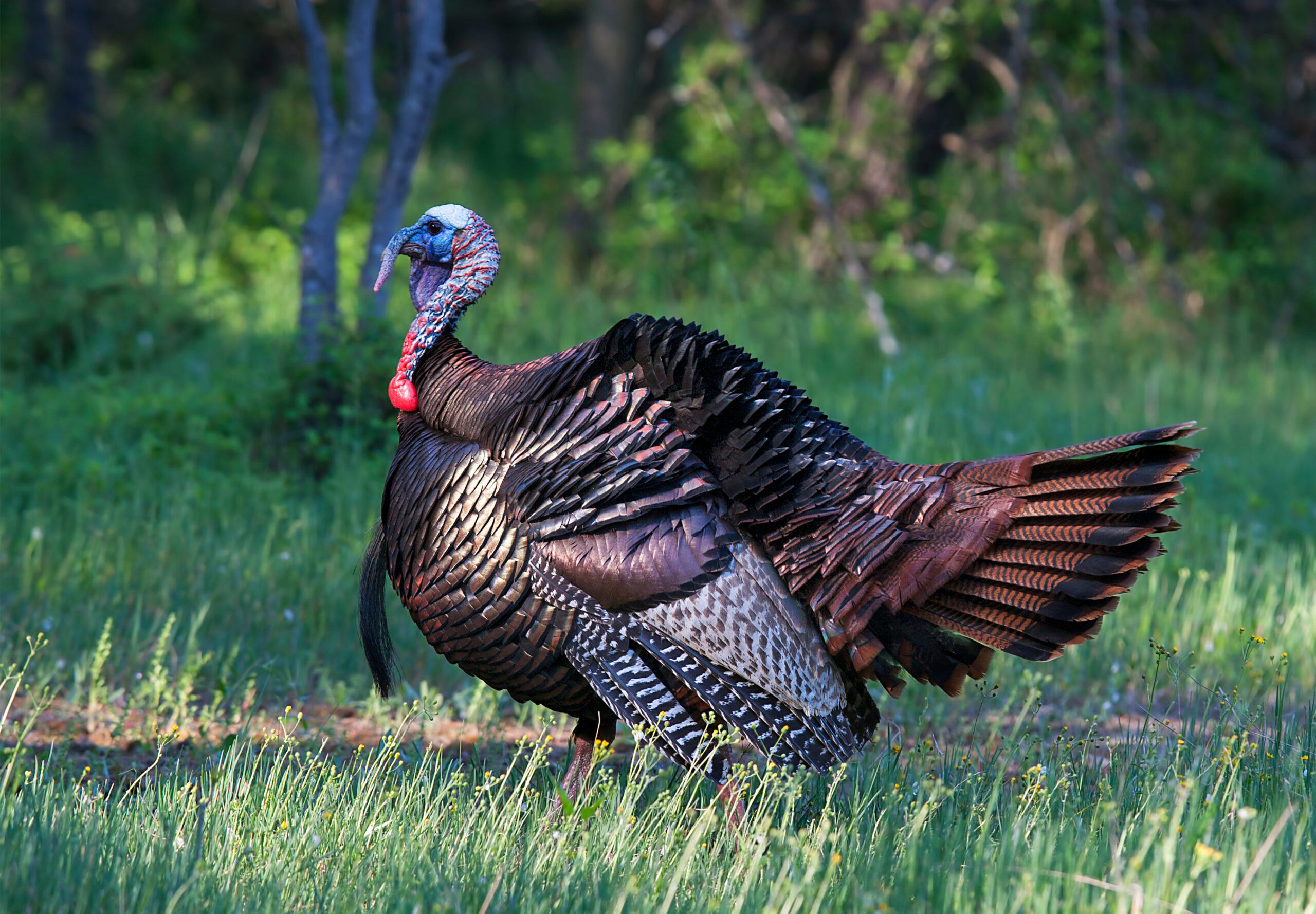 Wild Turkey male strutting