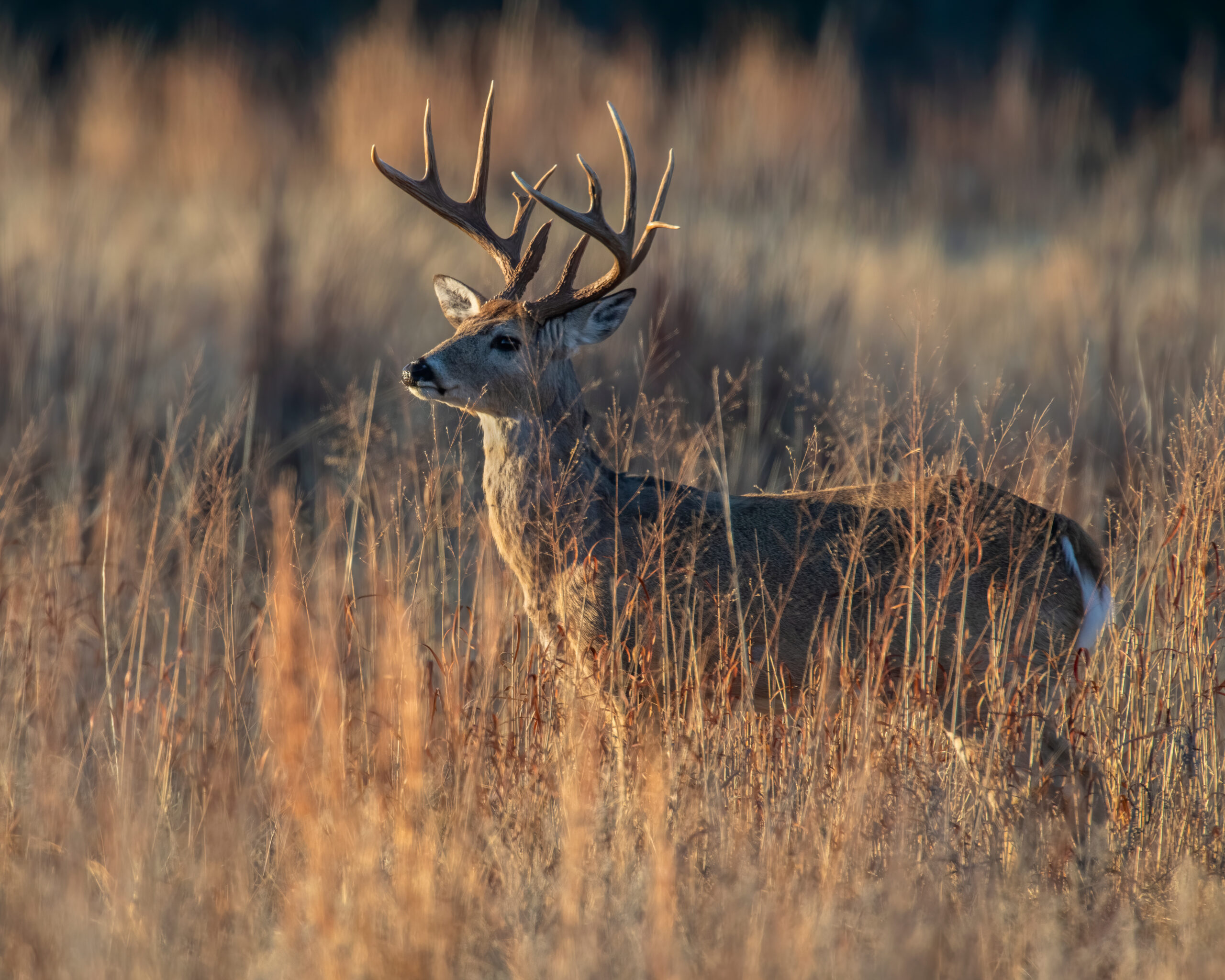 White tailed deer