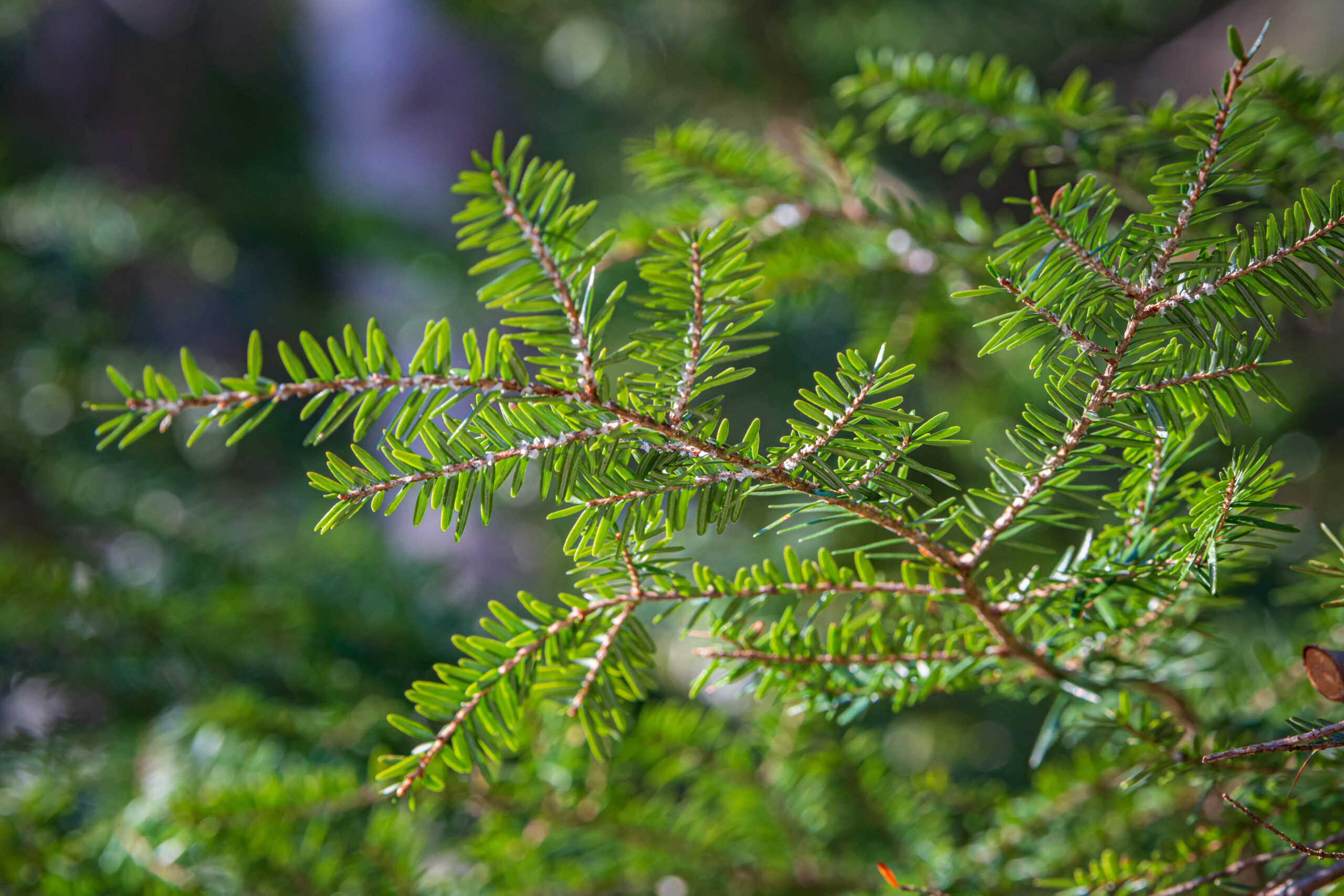 Hemlock woolly adelgid