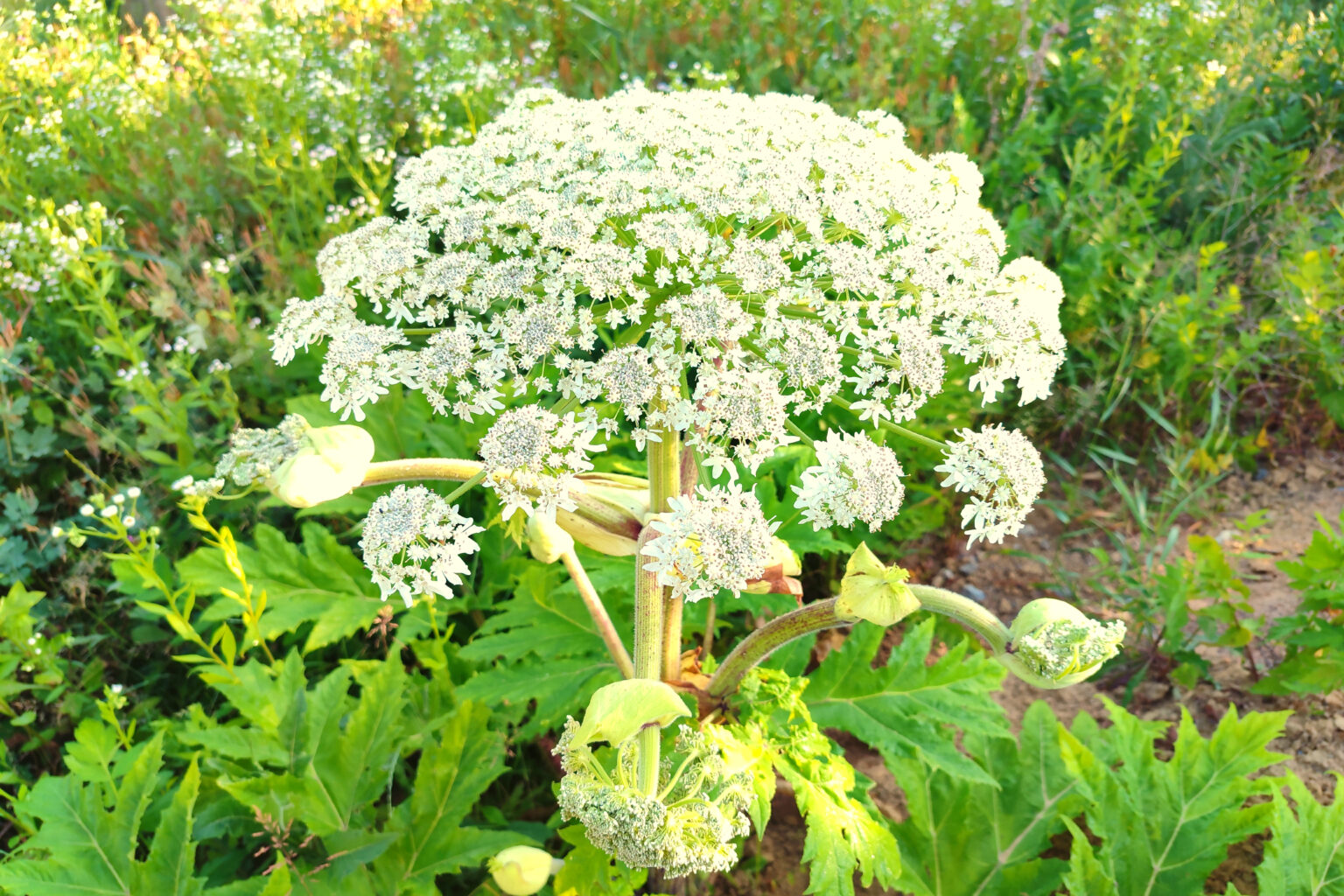 Giant Hogweed