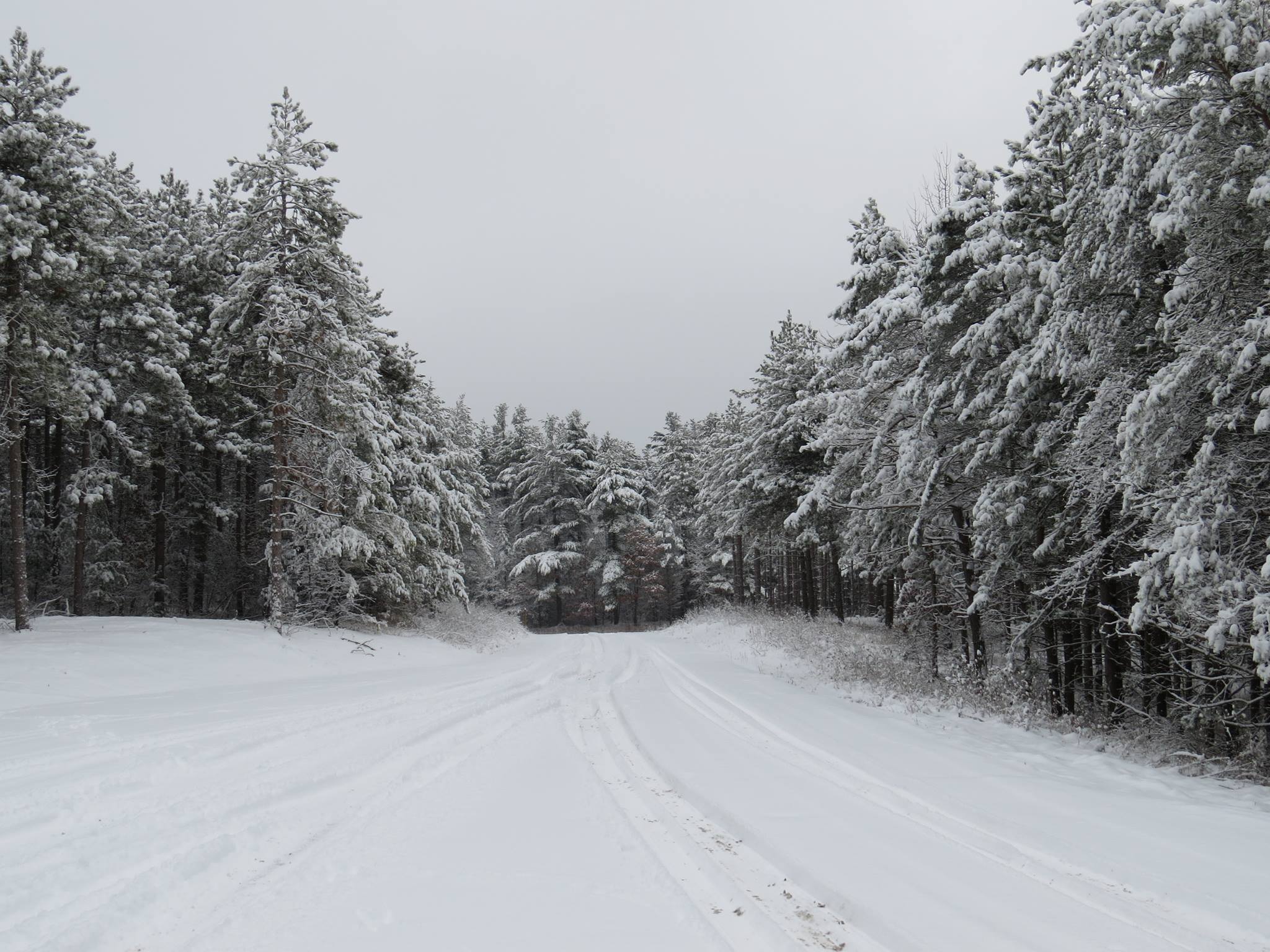 County Forest Winter