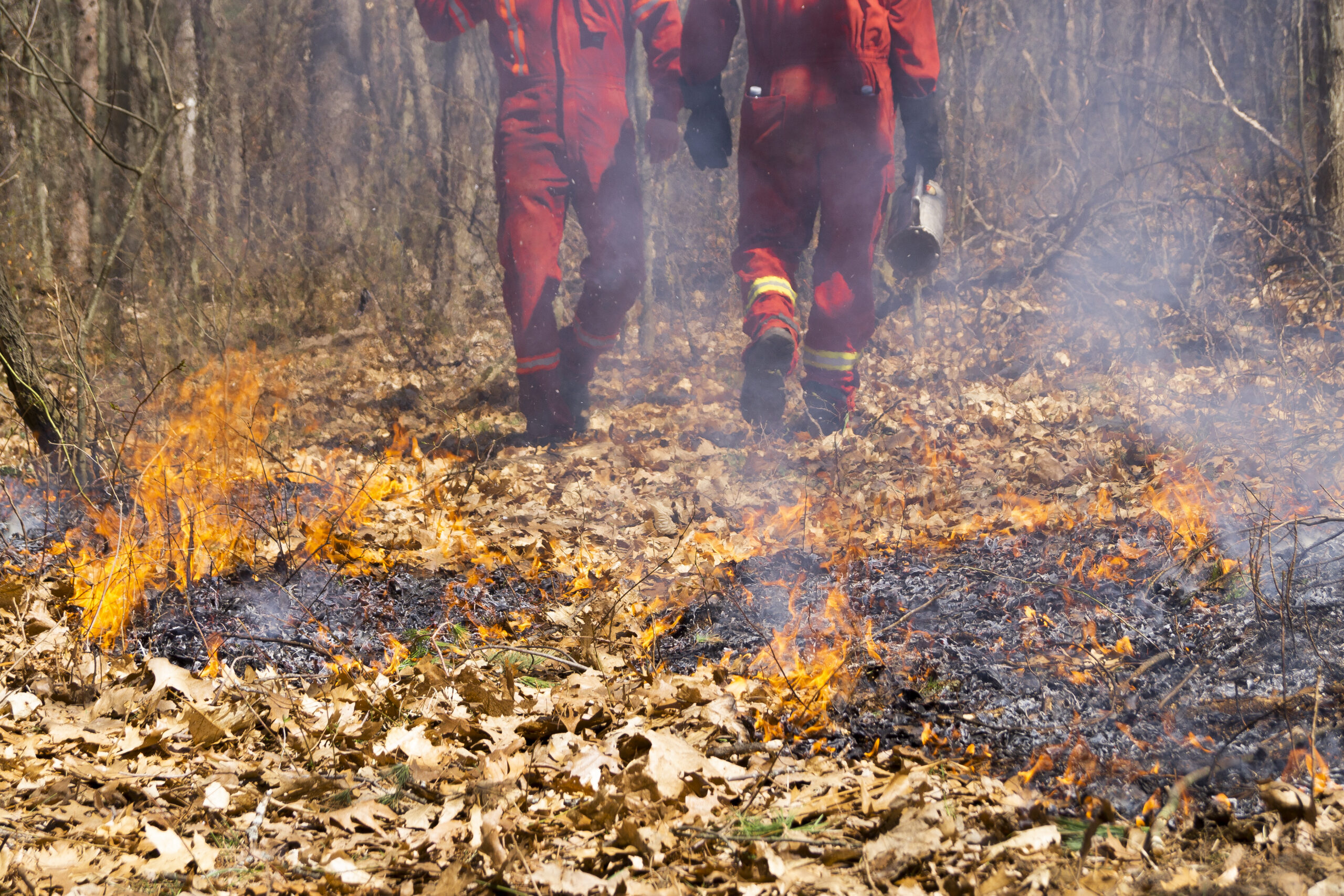 Two professionals walk behind a small contained fire on forest floor during prescribed burn