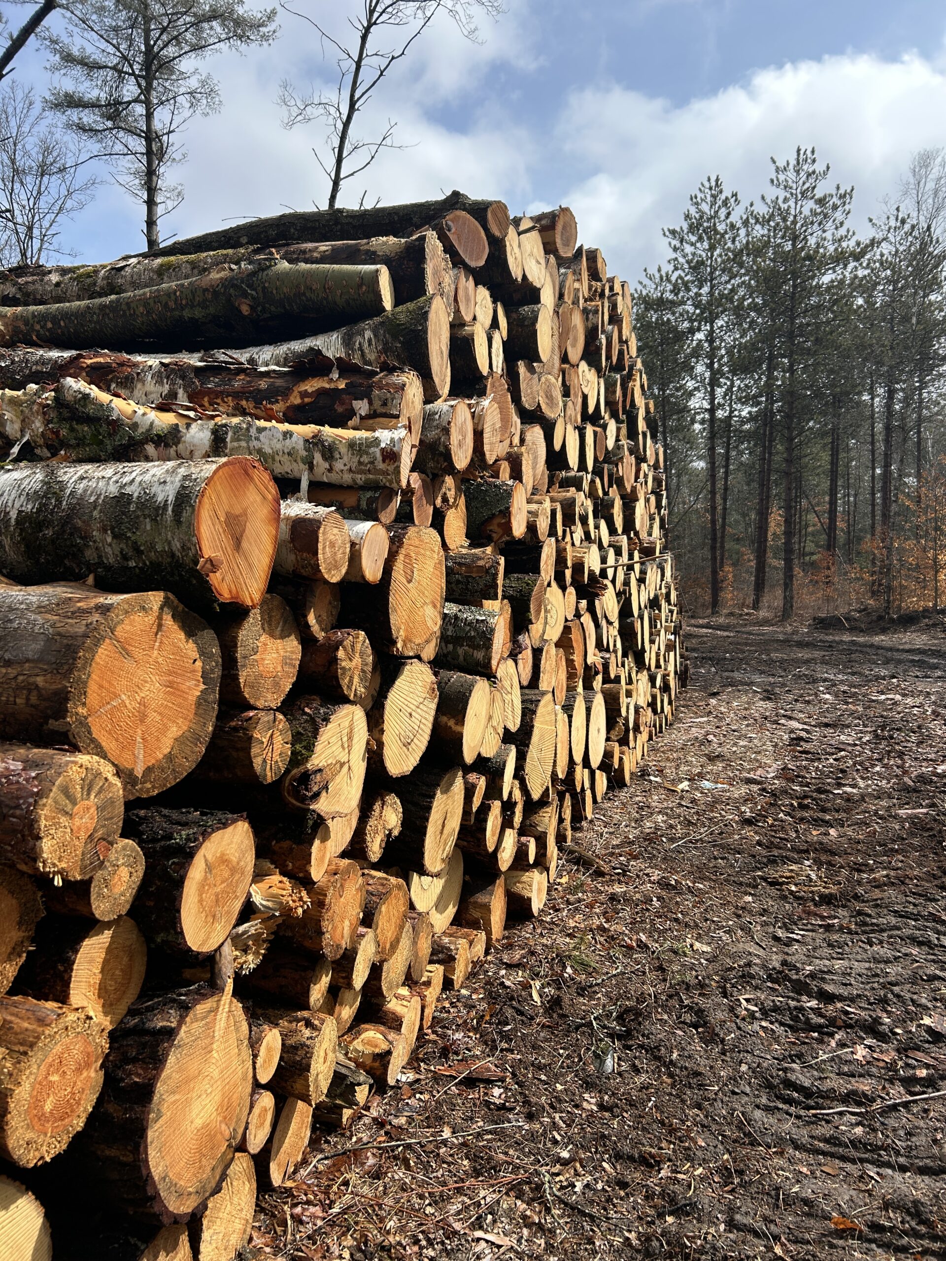 Cut lumber stacked in a pile