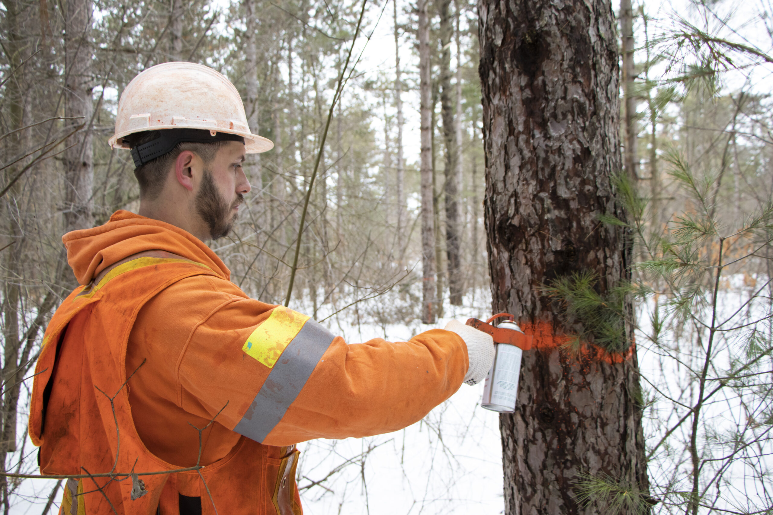 Staff spray paints tree for removal during timber harvesting