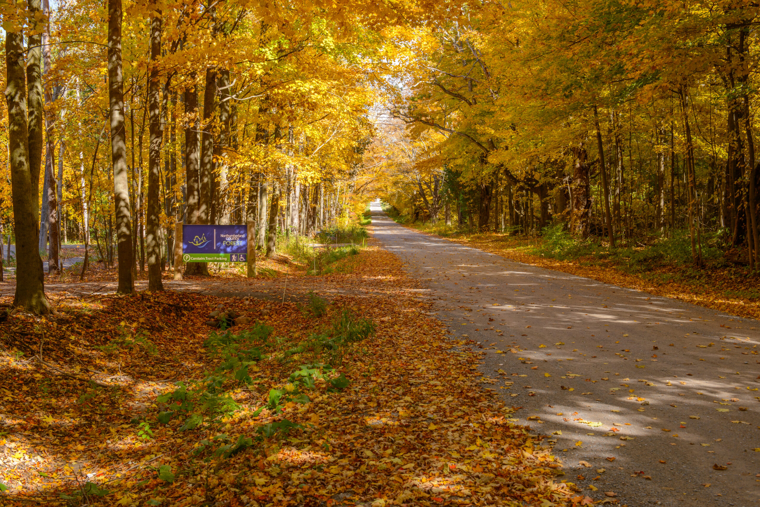 Entrance sign to County Forest trail in bright autumn colours