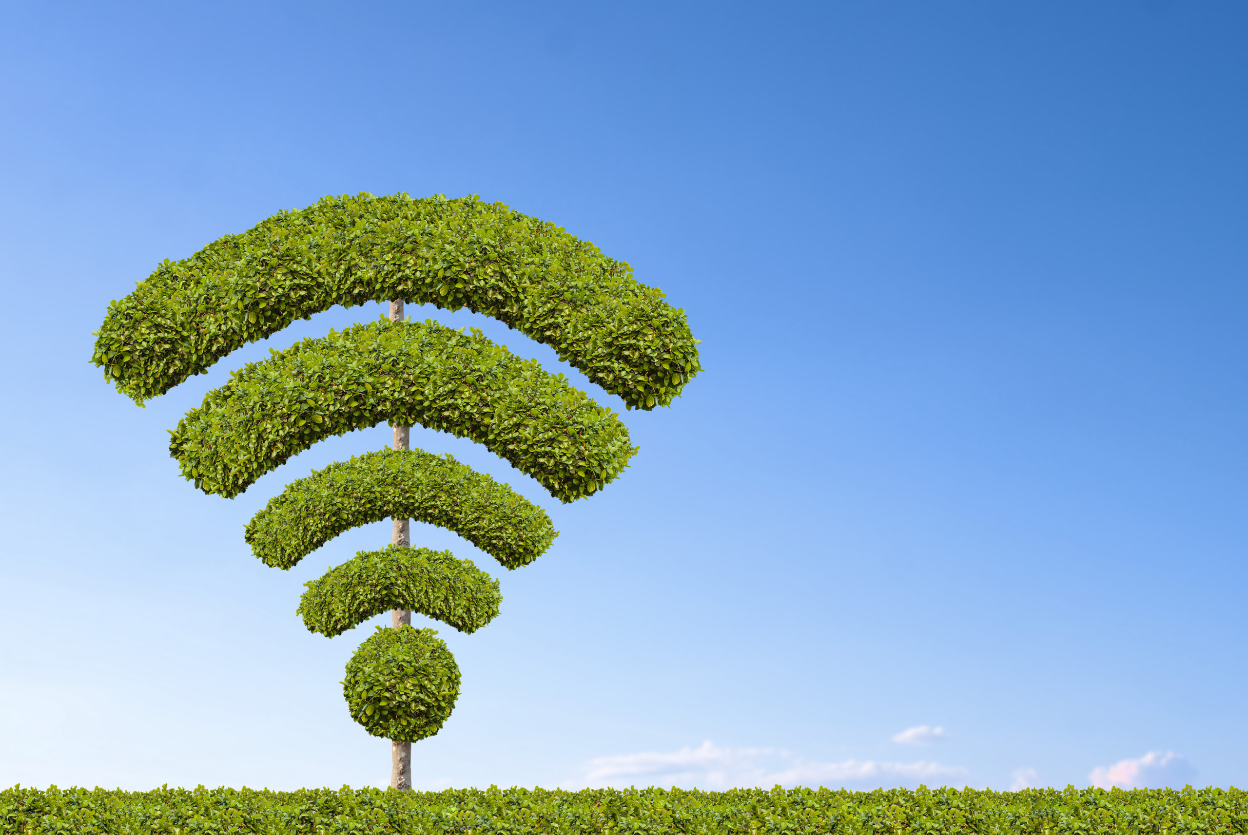 Tree wifi symbol, made by shape of bushes.